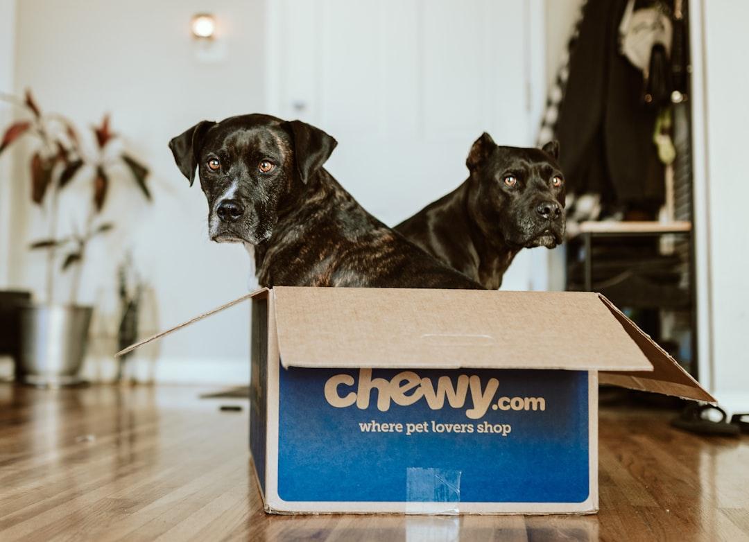 Chewy Expected to Deliver Solid Fourth-Quarter Results, TD Cowen Reiterates Buy